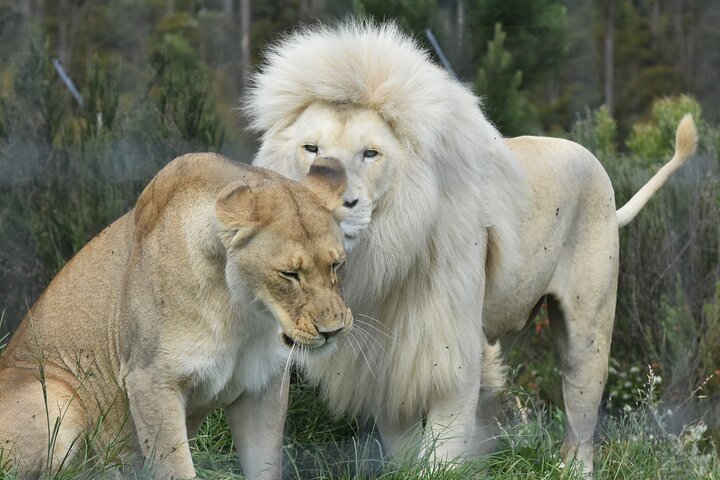 Lions at Tenikwa